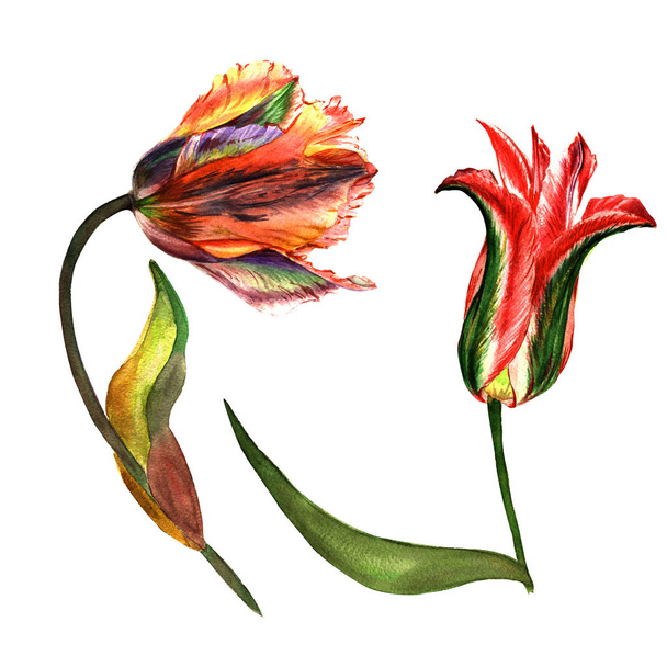 Wildflower tulip flower in a watercolor style isolated. - 写真・画像