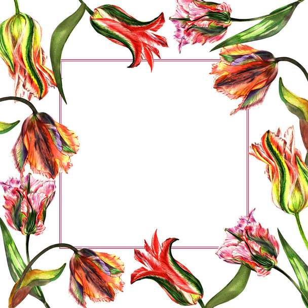 Wildflower tulip flower frame in a watercolor style isolated. - Foto, afbeelding