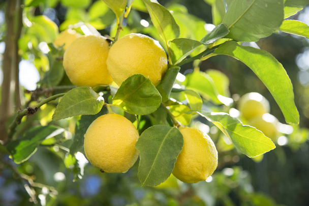 zahrada s čerstvých citronů - Fotografie, Obrázek
