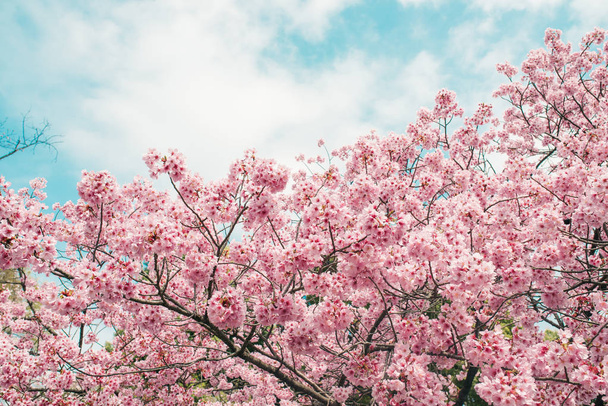 Красива сакура вишневого цвіту навесні над блакитним небом
. - Фото, зображення