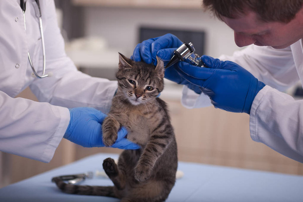 veterinarian examine cat ears in pet clinic,early detection and  - 写真・画像
