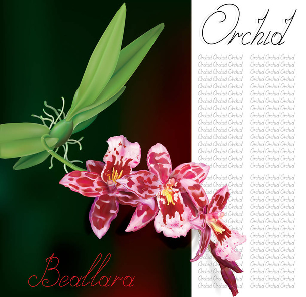 Orquídea Beallara con texto
 - Vector, imagen