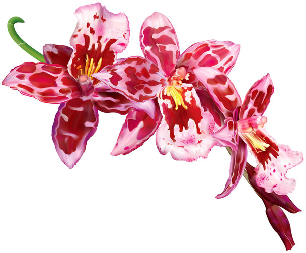 Beallara orchidee bloem - Vector, afbeelding