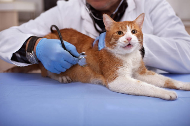 vet examines domestic cat - Photo, image