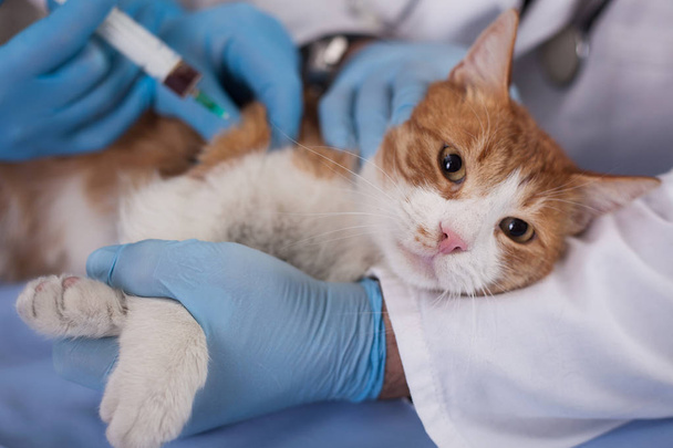 cat vaccine for pre-emptive protection from diseases - Foto, Imagem