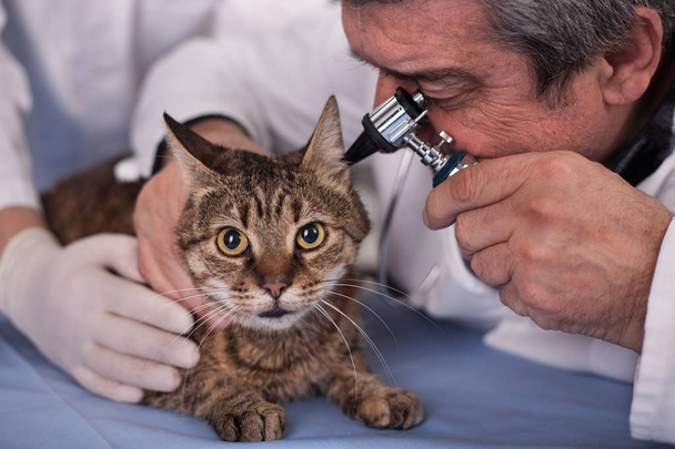 veterinarian examine cat ears in pet clinic,early detection and  - Foto, Bild