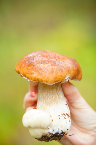 beautiful porcini mushroom growing in forest - Photo, Image
