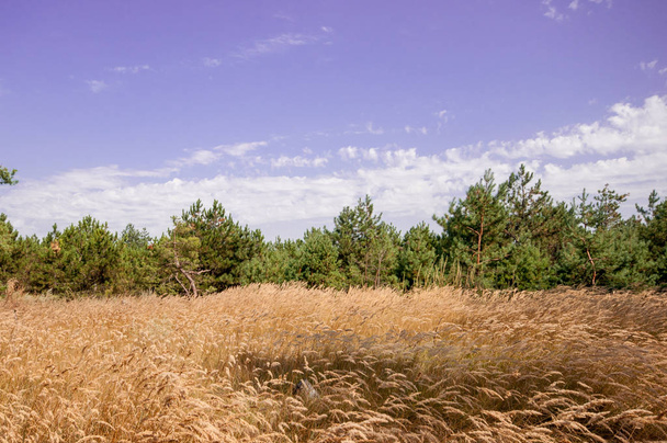 Вид сосни в літньому лісі
  - Фото, зображення