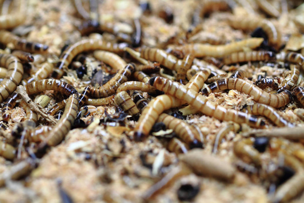 fresh mealworms food for animals  - Photo, Image