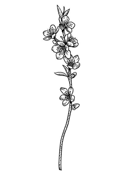 Peach flower illustration, drawing, engraving, line art - Vector, Image
