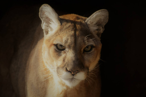 Nahaufnahme eines Puma - Foto, Bild