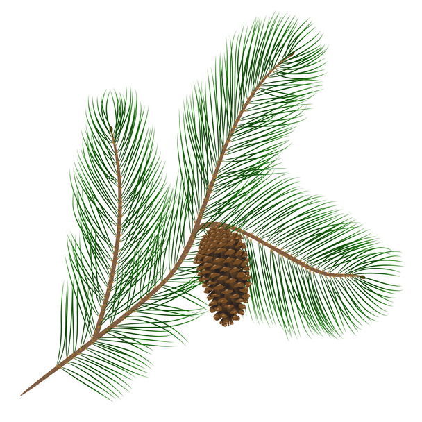 Pine cone with pine needles - Vector, Image