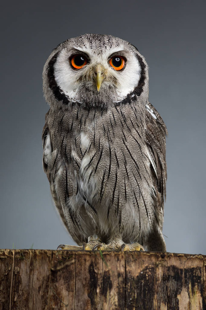 Northern white-faced owl Ptilopsis leucotis studio portrait - Fotoğraf, Görsel