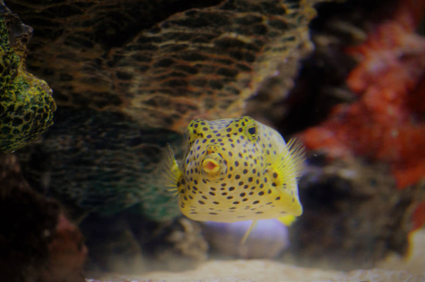 Scatola di pesce che nuota in un serbatoio
 - Foto, immagini