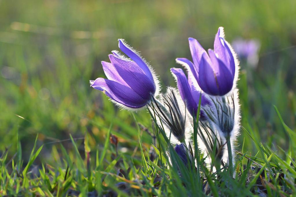 Temporada de primavera. Hermosas flores púrpuras floreciendo en un día soleado. Con un fondo de color natural de la pradera. (Flor Pasque-Pulsatilla grandis
) - Foto, Imagen