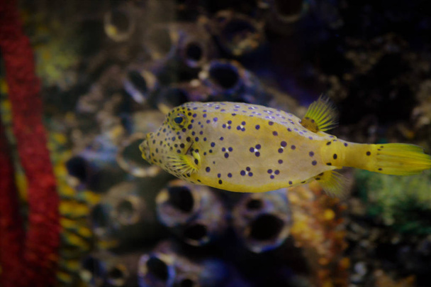 Box Fish Swimming in a Tank - Photo, Image