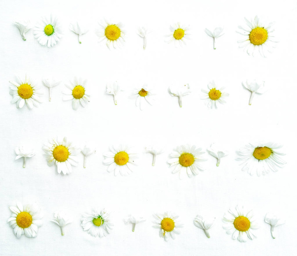 A chamomiles és a jázmin virágok és a fehér keret - Fotó, kép