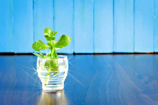 Green sprout in a glass of water on a blue background - Фото, зображення