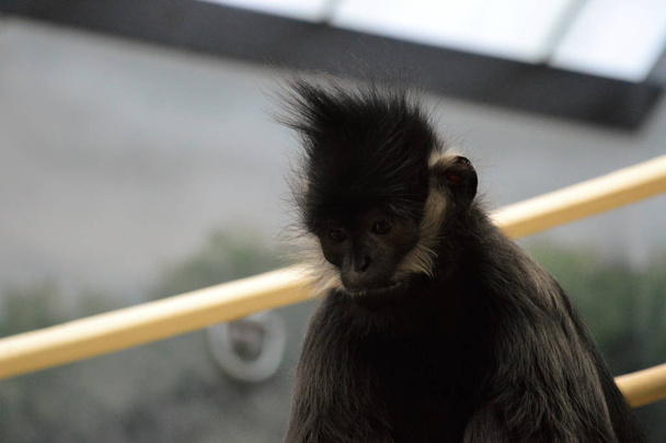 Франсуа лангур мавпи
 - Фото, зображення