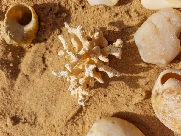 Conchas e corais na areia
 - Foto, Imagem