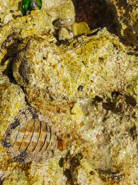 Taş'a bağlı kalarak kabuklu deniz ürünleri - Fotoğraf, Görsel