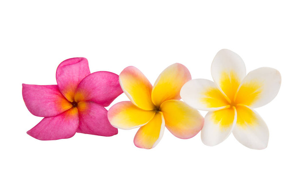 Цветок Франжипани изолирован
  - Фото, изображение