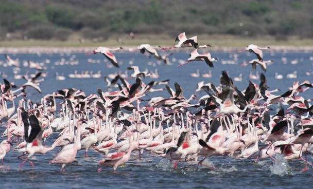 Afrika, Kenia, Lake Bogoria Nationale Reserve, Flamingo's in het meer - Foto, afbeelding
