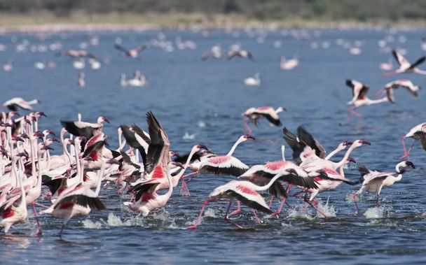 Αφρική, Κένυα, λίμνη Bogoria εθνικό απόθεμα, φλαμίνγκο στη λίμνη - Φωτογραφία, εικόνα