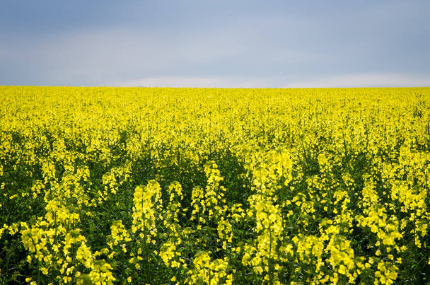 scenic yellow rapeseed field - Photo, Image