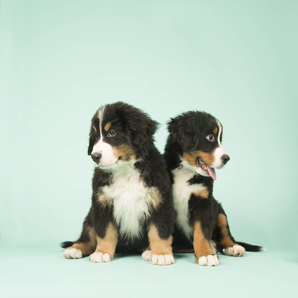 Cute Bernese Mountain Dogs puppies on green background - 写真・画像