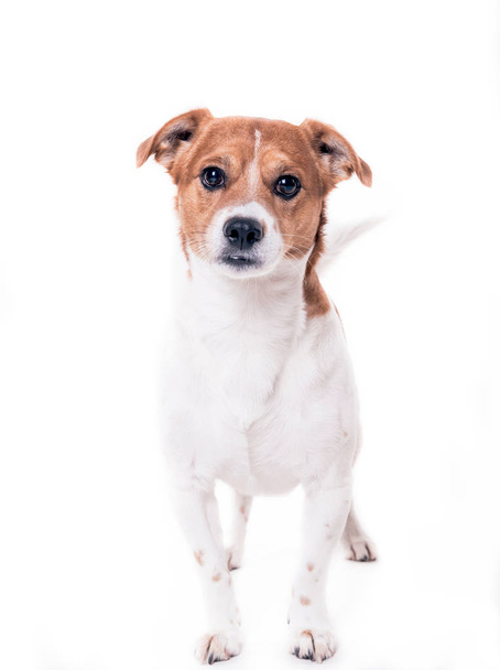 Jack russell terrier - Fotó, kép