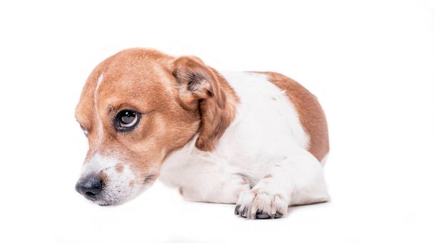 Jack Russell Terrier Welpe legt sich hin und ist traurig - Foto, Bild