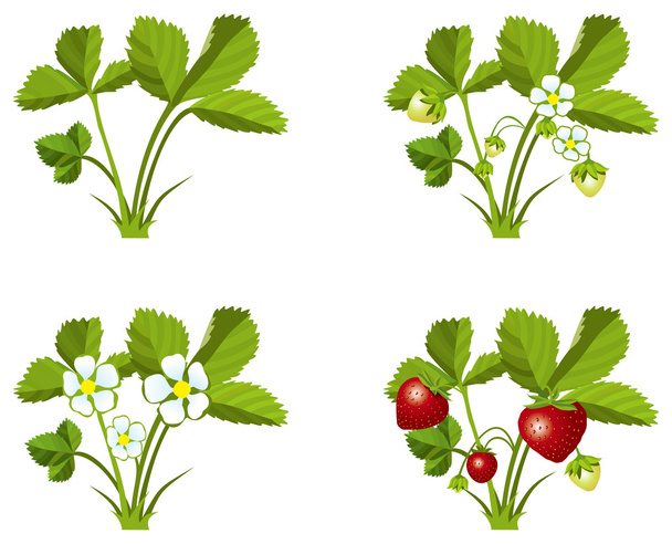 στάδια ανάπτυξης φράουλα - Διάνυσμα, εικόνα