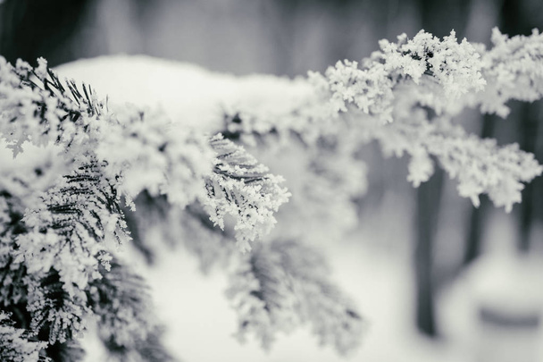 Zimní pozadí, stromy ve sněhu - Fotografie, Obrázek