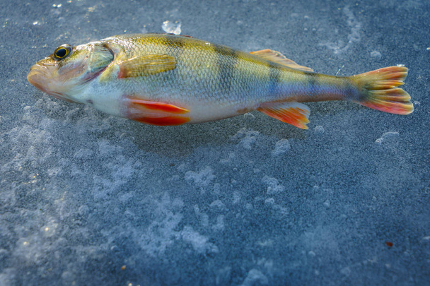 Winter fishing, ice fishing - Photo, Image