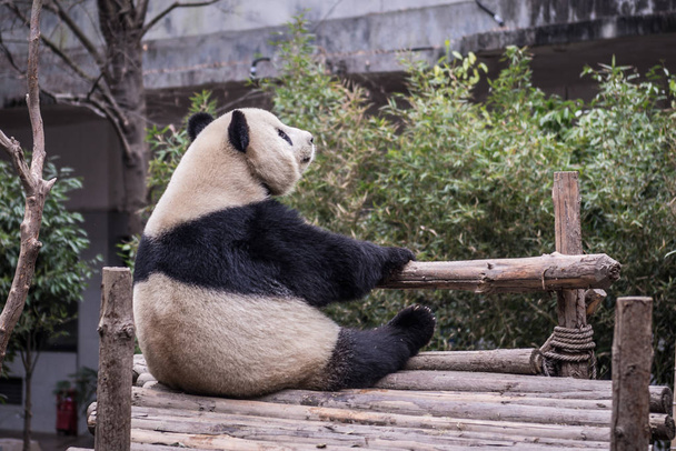 panda, fotografiado en Sichuan, China
 - Foto, imagen