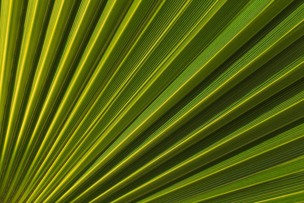 Palm leaf close-up - Фото, зображення