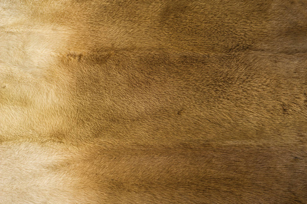 Textura, pozadí. norek kožešiny. Kožich. Zlatá barva norek kožešiny. malé, semiaquatic, stoatlike masožravec původem z Severní Ameriky a Eurasie. Americký norek je široce využívána pro srst. - Fotografie, Obrázek