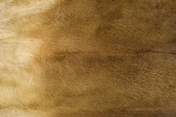 Textura, fundo. pele de vison. Casaco de alfinete. Cor dourada pele de vison. um pequeno carnívoro semi-aquático, semelhante a estacas, nativo da América do Norte e da Eurásia. A marta americana é amplamente cultivada por sua pele
. - Foto, Imagem