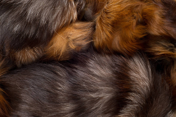 Texture, background. Fur Fox. a carnivorous mammal of the dog family with a pointed muzzle and bushy tail, proverbial for its cunning. - Photo, Image