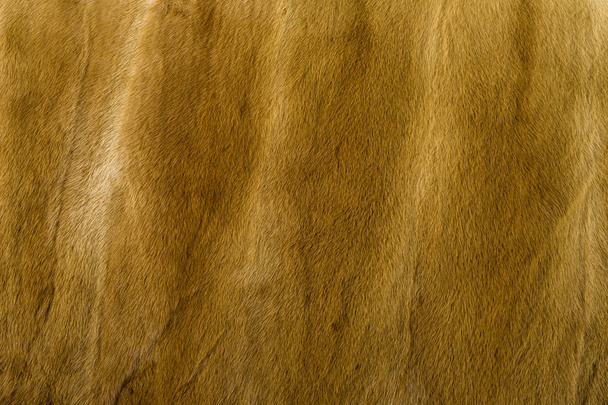 Textura, pozadí. Norek kožešiny. ten krátký, jemné, měkké vlasy některých zvířat. masožravých savců z čeledi LASICOVITÍ - Fotografie, Obrázek