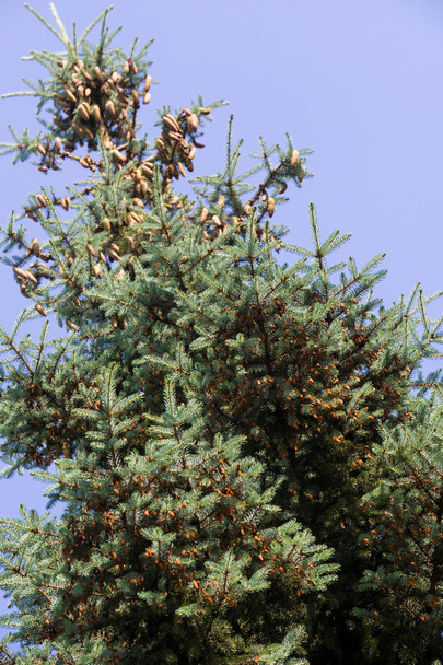 ブルー ・ スプルース。北米中央ロッキー山脈の野生の成長、シャープで硬い青く緑色の針のトウヒ。多くの栽培品種が野生のものよりも色で青くする傾向があります。. - 写真・画像