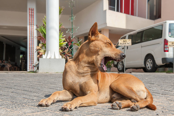 Χασμουρητό σκυλί σε ένα πεζοδρόμιο κοντά στο σπίτι. Σρι Λάνκα. - Φωτογραφία, εικόνα
