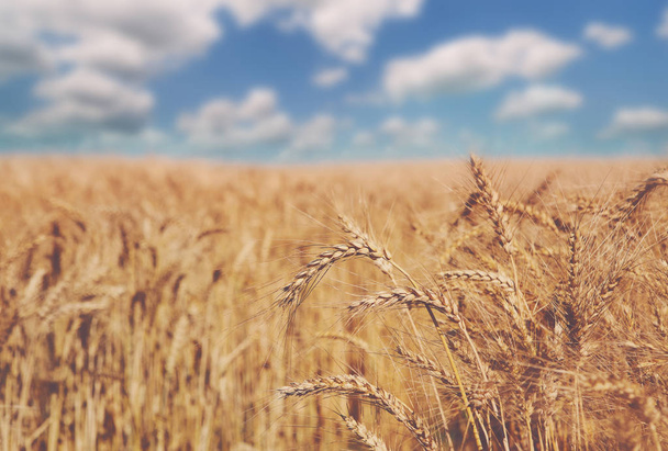 Pole pszenicy złotej, zbiorów i rolnictwa - Zdjęcie, obraz