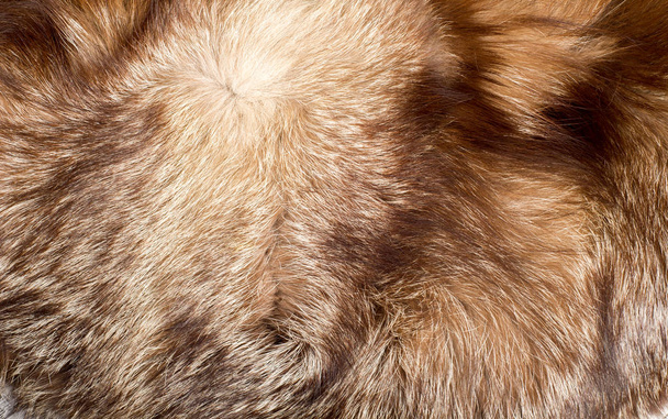 pelliccia. Il cappotto dell'animale. La pelliccia dell'animale. texture sfondo. pelliccia di volpe
 - Foto, immagini