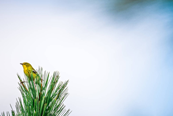 tiny bird perched on top of evergreen tree - Photo, Image
