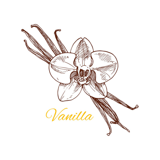 Vanilla aromatic spice vector sketch icon - Vector, Image