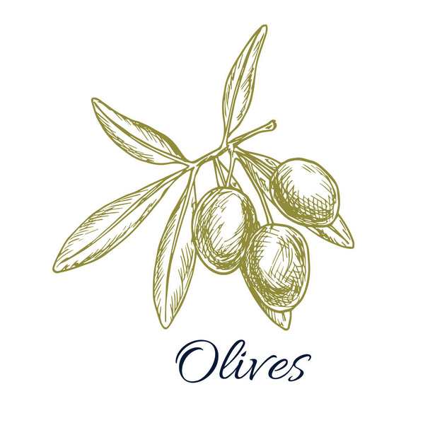 Olive branch with green olives vector sketch - Vektor, obrázek