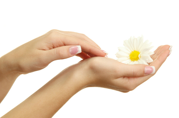 Beautiful woman hands with camomile, isolated on white - Φωτογραφία, εικόνα