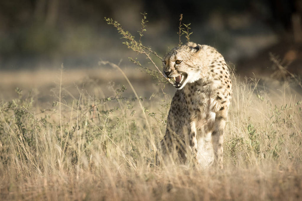 leoaprd hunting in Kalahari - Foto, Imagem